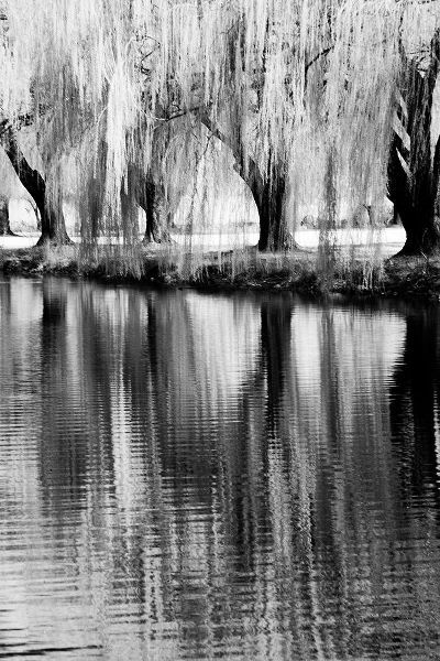 Eggers, Terry 아티스트의 USA-Washington State-Eastern Washington-Weeping willow tree reflecting in pond작품입니다.
